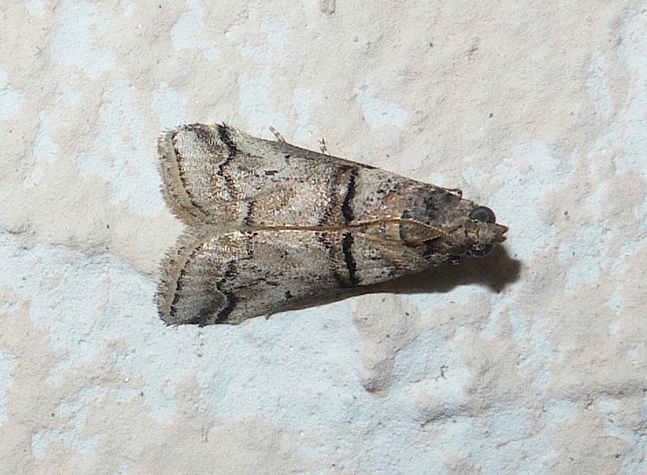 Acrobasis?